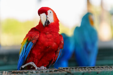 scarlet macaw (Ara macao), red parrot