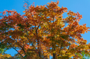 Landscape View of Trees in Sugar Grove, Pennsylvania