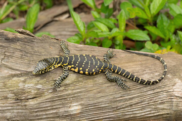 A cute Nile monitor hatchling, also known as a water monitor (Varanus niloticus), relaxing on a log near water 