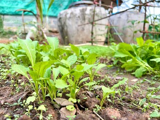 Garden, Healthy lettuce salad homemade Grow vegetables diet , veggie, Salad vegetables organic, lettuce, apple, bean , Thai style.