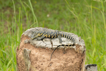 A cute Nile monitor hatchling, also known as a water monitor (Varanus niloticus), basking in the sun near water