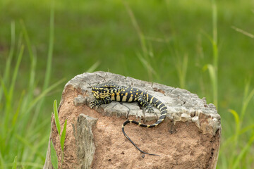 A cute Nile monitor hatchling, also known as a water monitor (Varanus niloticus), basking in the sun near water