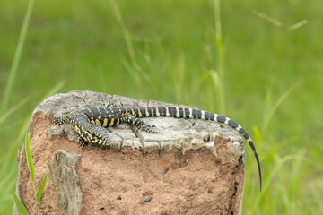 A cute Nile monitor hatchling, also known as a water monitor (Varanus niloticus), basking in the sun near water