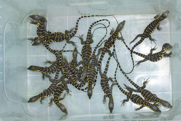 Nile monitor hatchlings, also known as water monitors (Varanus niloticus), getting ready for...