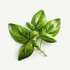 Fototapeta premium a bunch of basil leaves on a transparent backgroun created with Generative Ai