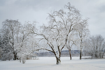 Fototapeta na wymiar Landscape View of Trees in Sugar Grove, Pennsylvania