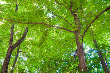Fototapeta na wymiar Landscape View of Trees in Sugar Grove, Pennsylvania