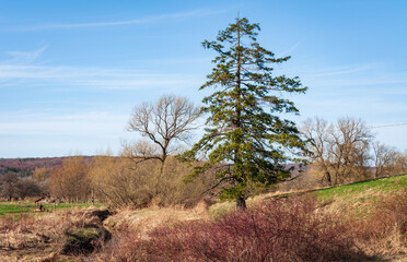 Obraz premium Landscape View of Trees in Sugar Grove, Pennsylvania