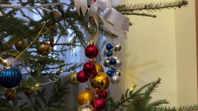 Christmas tree and Christmas decorations. rotate Orthodox Church decorated Christmas tree with a white bow and golden red apples, like Adam's apple. In ancient times according to legend