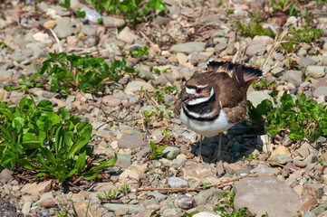 Close Up of a Cute Bird in Sugar Grove, Pennsylvania