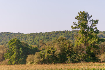 Landscape View of Trees in Sugar Grove, Pennsylvania