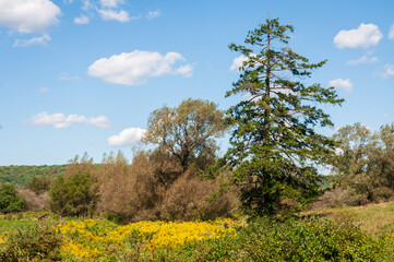 Landscape View of Trees in Sugar Grove, Pennsylvania