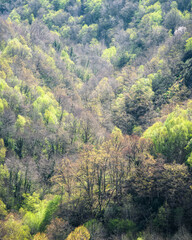 Spring light fills with color the fresh leaves of a wooded valley