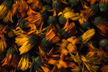 Close up orange marigold flowers. Healing herbs. Plucked petals of calendula