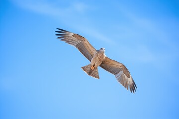 Obraz premium close-up of a buzzard in flight, clear blue sky