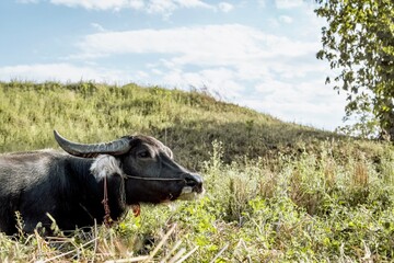 Buffalo grazing on lush hillside