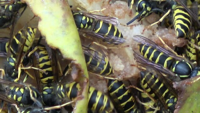 many wasps eating sweet pear in summer garden
