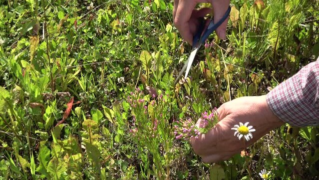 herbalist hands in summer field collects common centaury Centaurium erythraea medical herb 