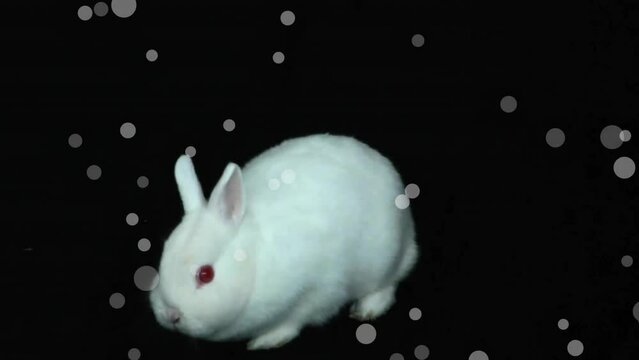 Animation of white spots over rabbit on black background