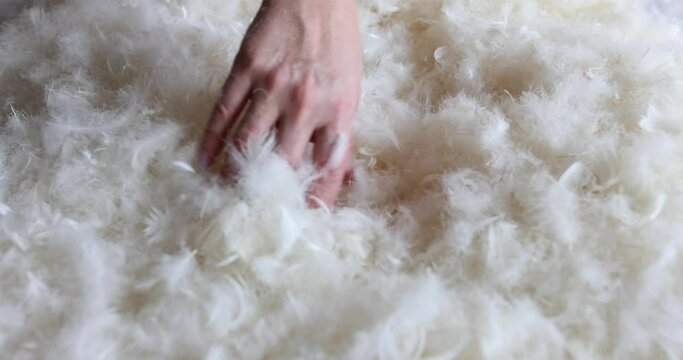 Woman hand sorts through feathers and fluff of pillow before cleaning it