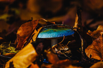 Blue mushroom between orange leaves.