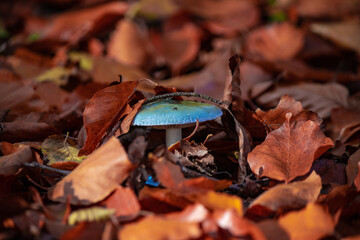 A green-staining ring mushroom between orange leaves.
