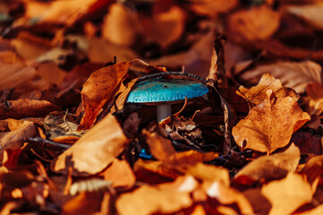 Blue mushroom between orange leaves.