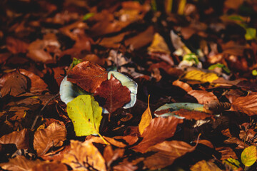 Blue mushroom between orange leaves.