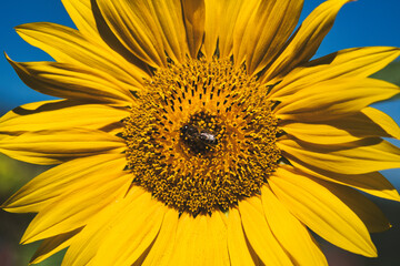Sonnenblume mit Biene, Makro, nur Blütenkopf, Frontalansicht, Blauer Himmel