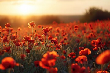 A beautiful field of red flowers with the sun setting in the background. Perfect for nature and landscape enthusiasts