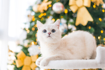 white cat  christmas black eyes beautiful