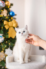 white cat  christmas black eyes beautiful