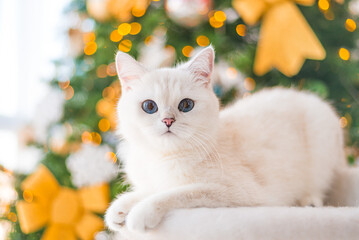 white cat  christmas black eyes beautiful