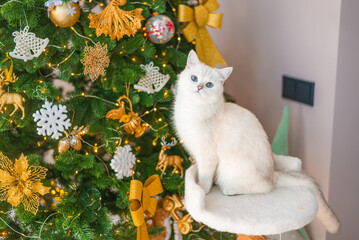 white cat  christmas black eyes beautiful