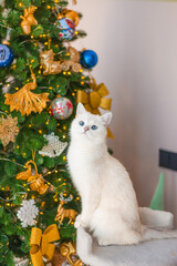 white cat  christmas black eyes beautiful