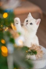 cat in the christmas