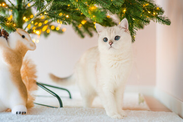 cat and christmas tree