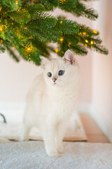 cat in a christmas tree