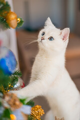 cat and christmas tree