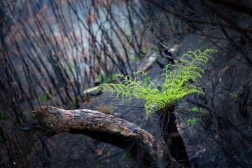 A tree fern flourishes after bush ires in Australia