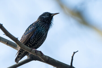 Singing Starling in a tree in the garden.