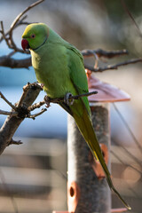 Ring-necked parakeet at a feeding place in the garden.