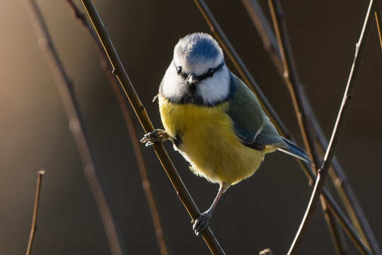 Blue tit between branches in the garden looking at you.