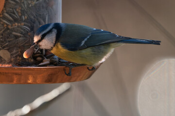 Obraz premium Blue tit at a feeding place in the garden.