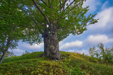 A large old beech tree against a cloudy sky on top of a hill