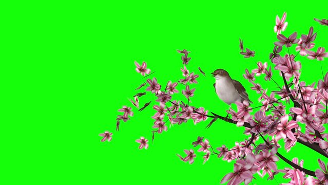 Singing Nightingale Bird on Blooming Cherry Tree - Side Angle View MS - Realistic 3D animation loop isolated on green background