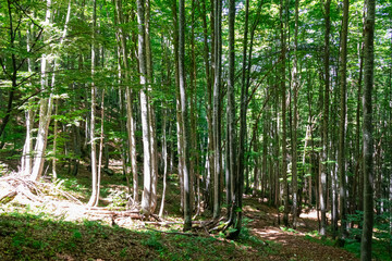 Hiking through idyllic forest of Tarvisio, Friuli Venezia Giulia, Italy, Europe. Natural footpath in the Alps at border Slovenia and Austria. Breathing clean air. Tranquil serene atmosphere in summer