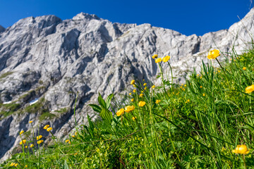 Yellow flower common buttercup on alpine meadow along scenic hiking trail from Fusine Lake to...