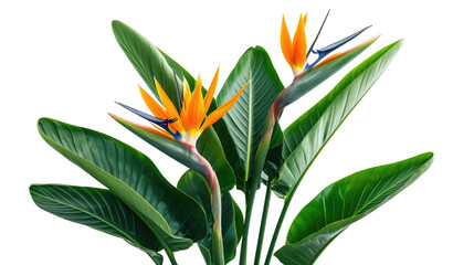 Obrazy  Strelitzia reginae flower plant with leaves isolated on transparent background