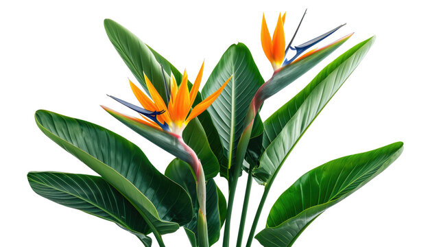 Strelitzia reginae flower plant with leaves isolated on transparent background